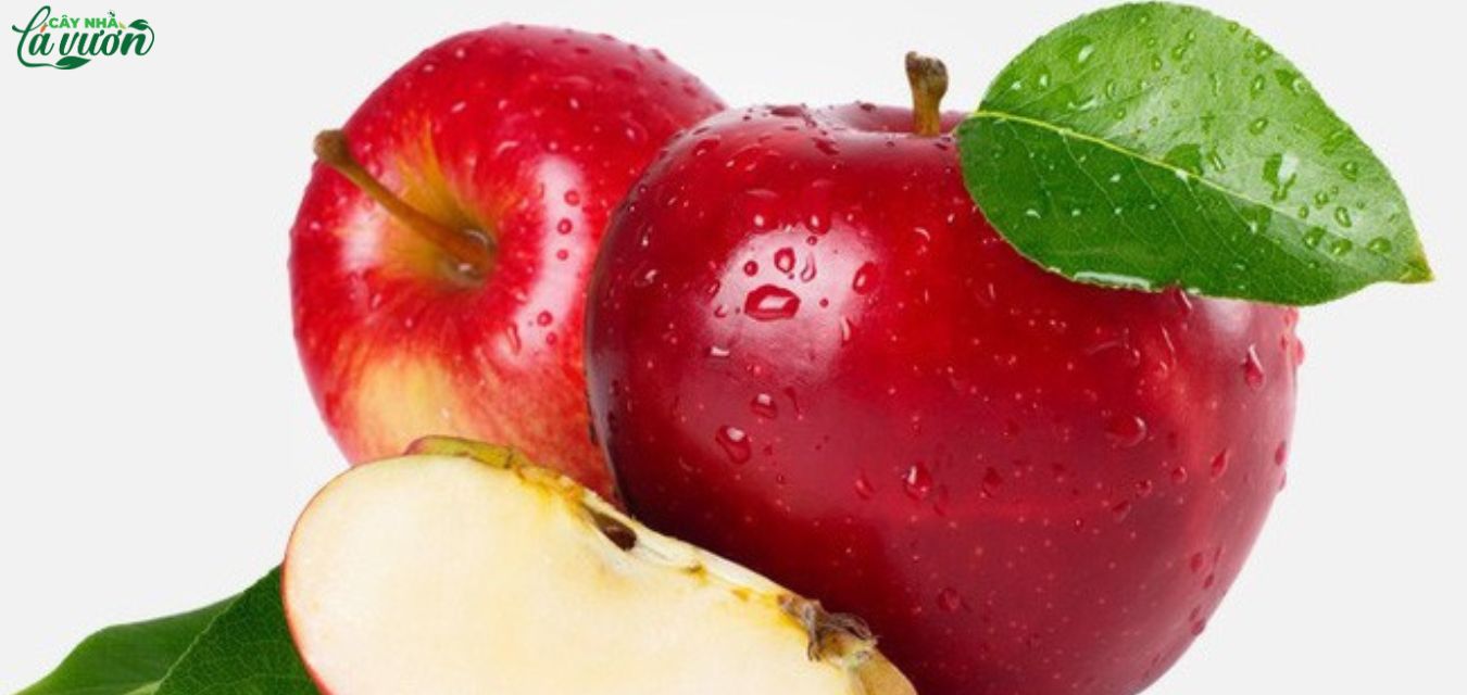 Táo - loại trái cây giàu vitamin C, tốt cho hệ tiêu hoá và quá trình giảm cân
