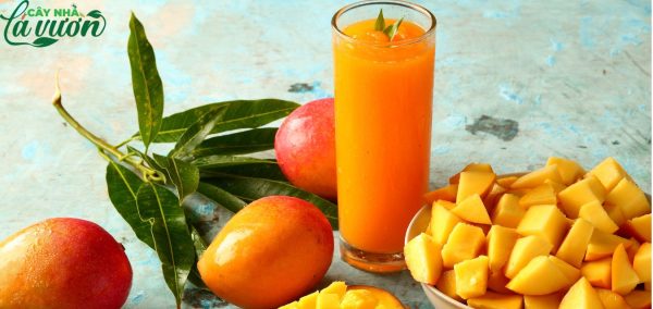 Nước ép Xoài - giàu vitamin C, A, chất xơ, magie,...có lợi cho sức khoẻ, là một trong những loại thức uống có mặt trong menu giảm cân của nhiều người