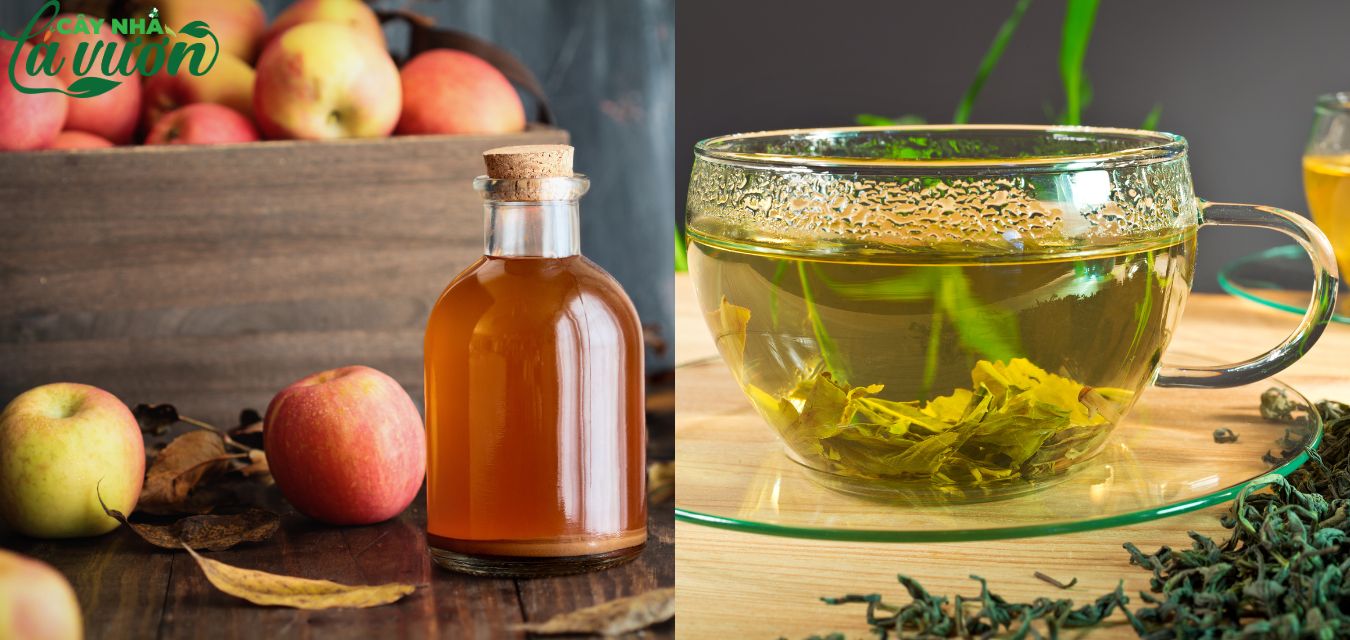 Hỗn hợp nước uống giấm táo trà xanh có công dụng thanh nhiệt giải khát dành cho những ngày hè 